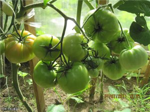 Характеристики томатов Вельможа