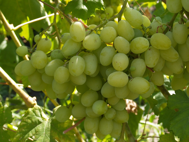 Как посадить виноград ландыш