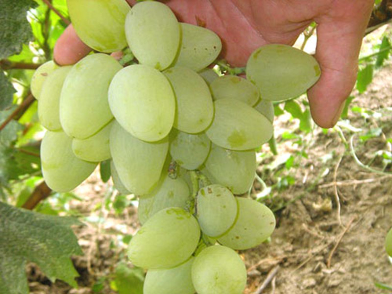 Как отличить виноградный сорт