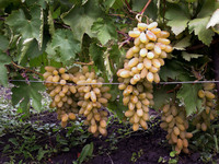 Сорт винограда тимур - белый и розовый фото