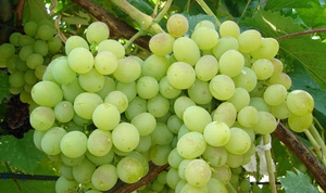 Виноград-гибрид фото