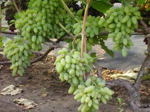 Тимур - столовый сорт винограда фото