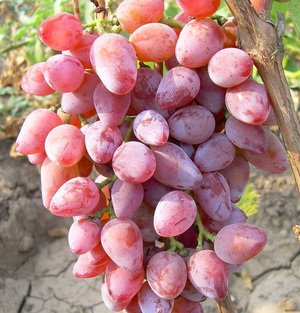 Розовый виноград «Тимур» фото