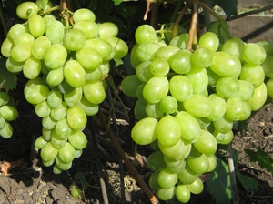 Зеленый виноград Тимур фото