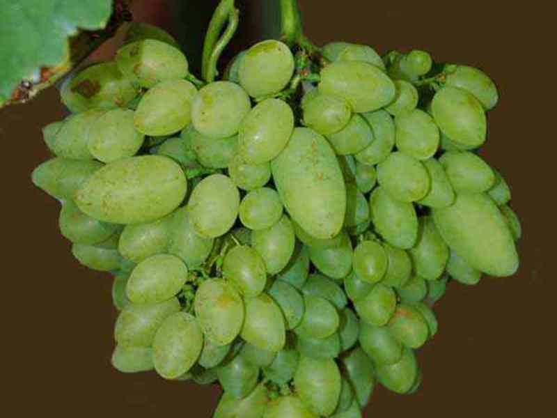 Виноград тимур, крупные ягоды фото