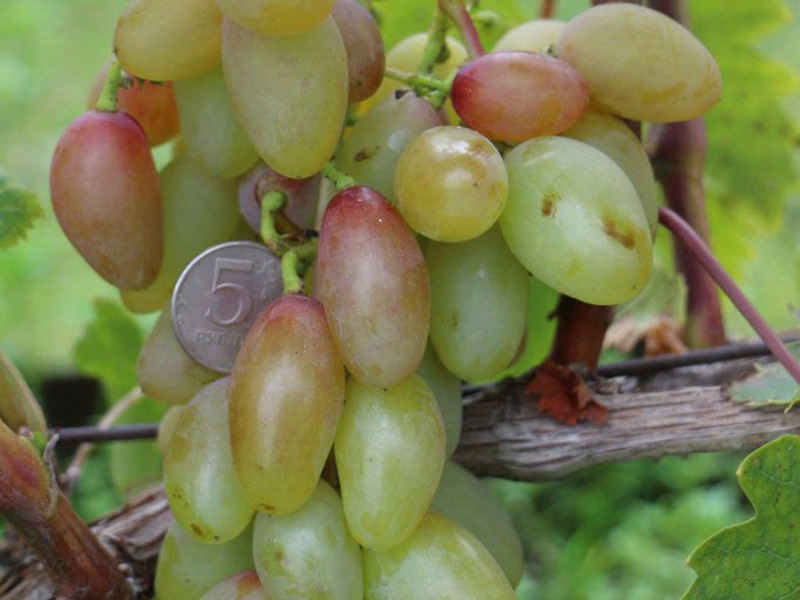 Созревающий виноград тимур розовый  фото