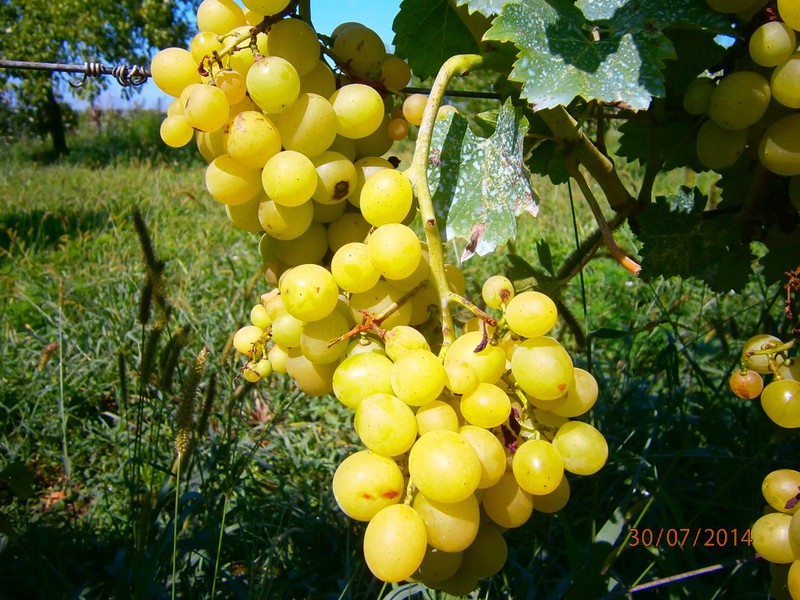 Золотистый виноград Тимур фото