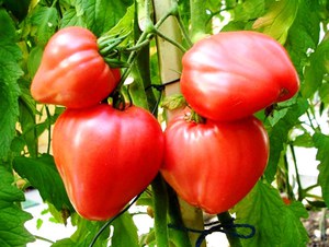 Куст томатов 