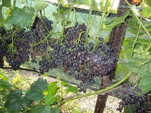 Способы выращивания винограда