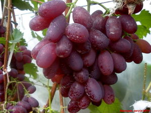 Сорт винограда виктория 