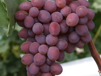 Как вырастить виноград виктория
