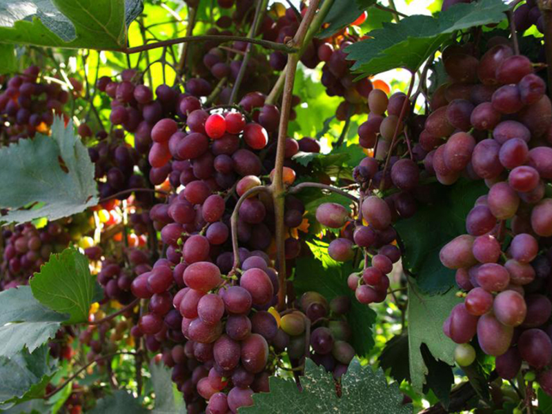 Как посадить виноград
