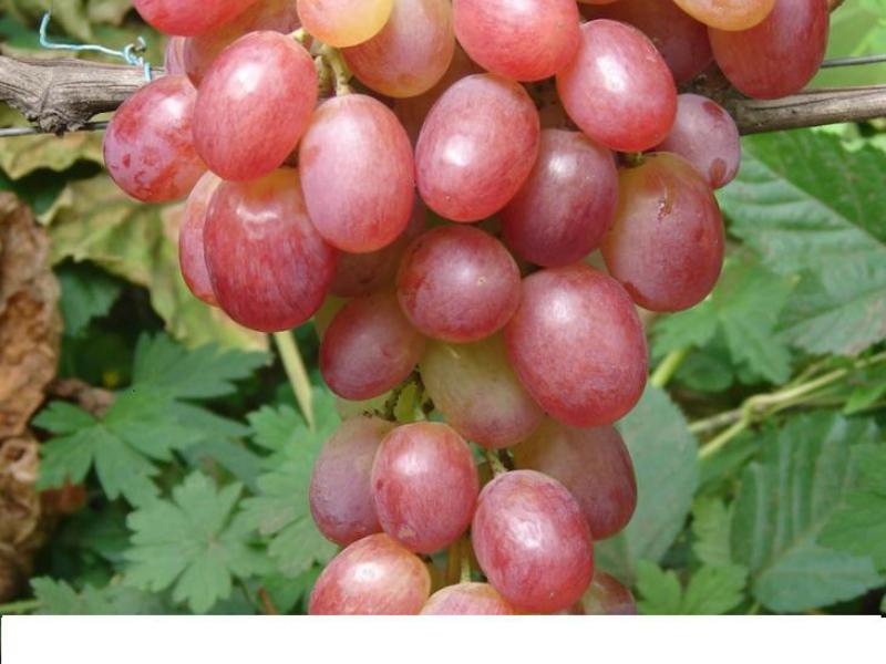 Как растет виноград виктория