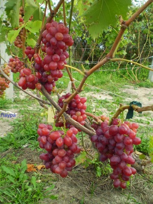 Как вырастить виноград лора