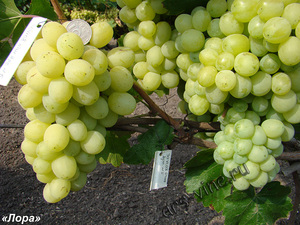 Как правильно аырастить виноград