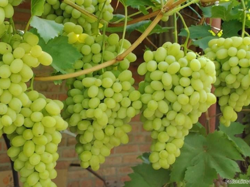 Особенности сорта винограда