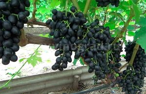 Чем болеет виноград аттика