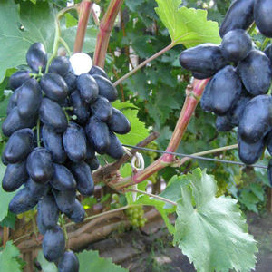 Способ выращивания сорта винограда