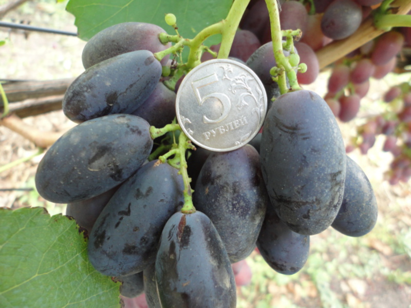Характеристика породы винограда