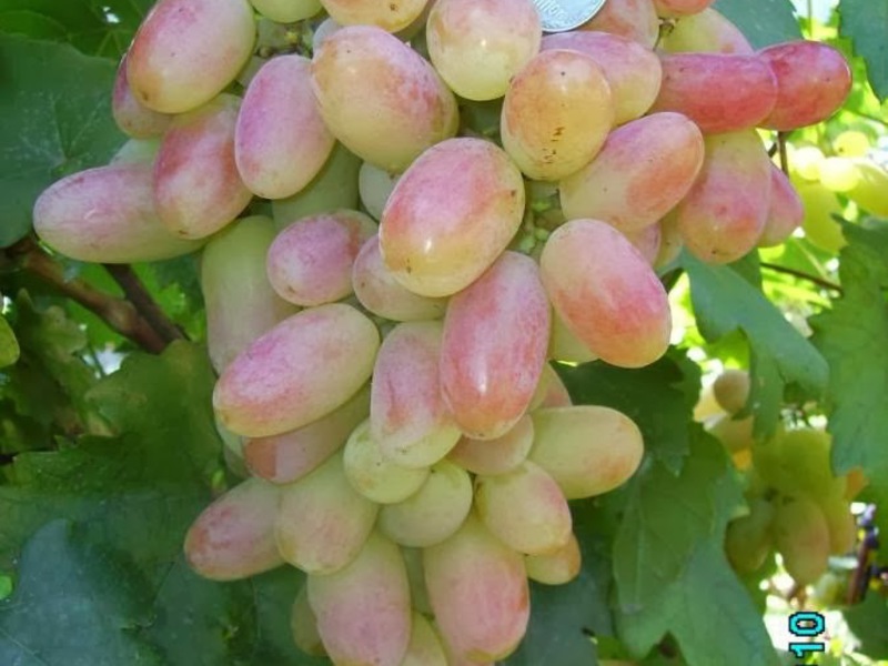 Технология выращивания винограда