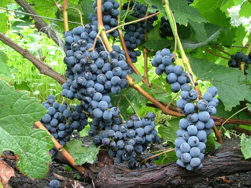Вкус винограда альфа