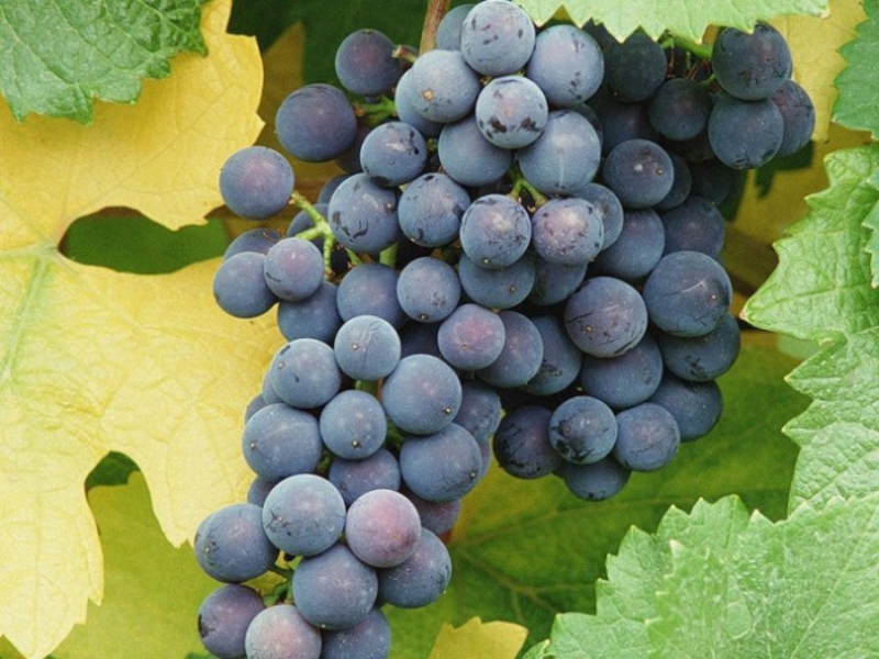 Методы выращивания винограда