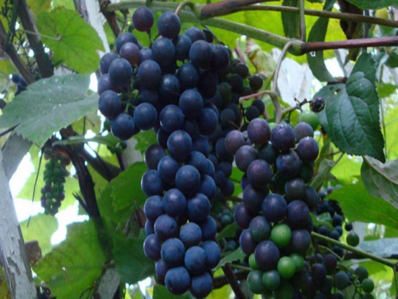 Выращивание сорта винограда