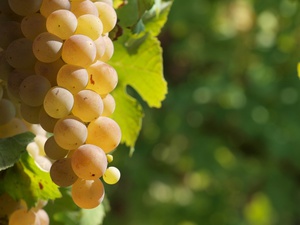 Выбор сорта винограда для выращивания в средней полосе