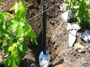 Как удобно поливать виноград