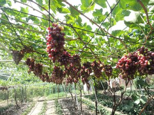 Как формировать куст виногрда