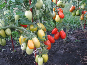 Описание сорта томатов