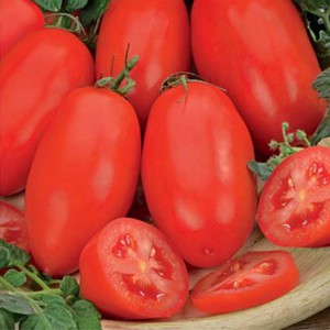 Как вырастить сорт томатов