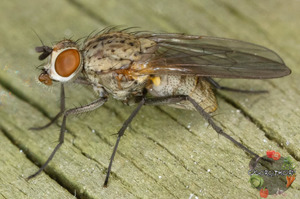 Какой вред наносить луковая муха