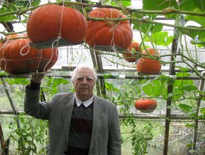 Способы выращивания тыквы