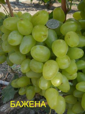 Вкусовые качества винограда