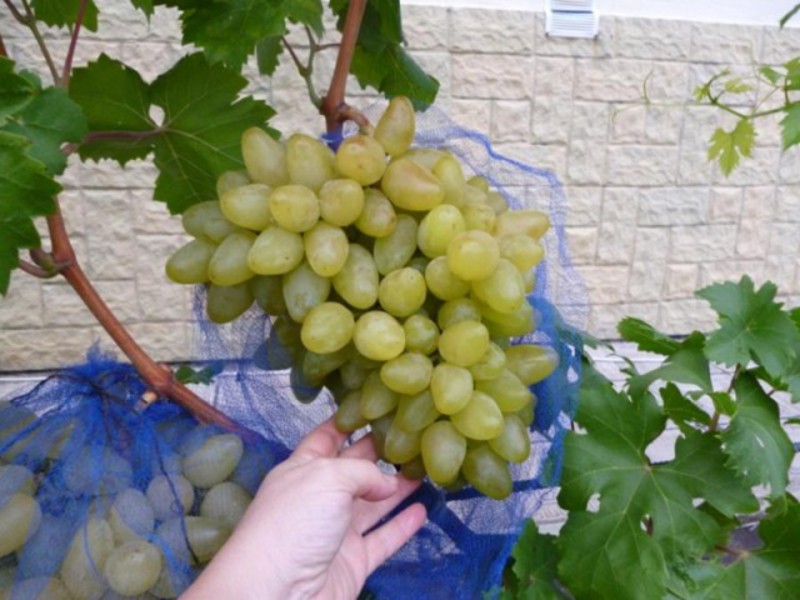 Как вырастить виноград бажена