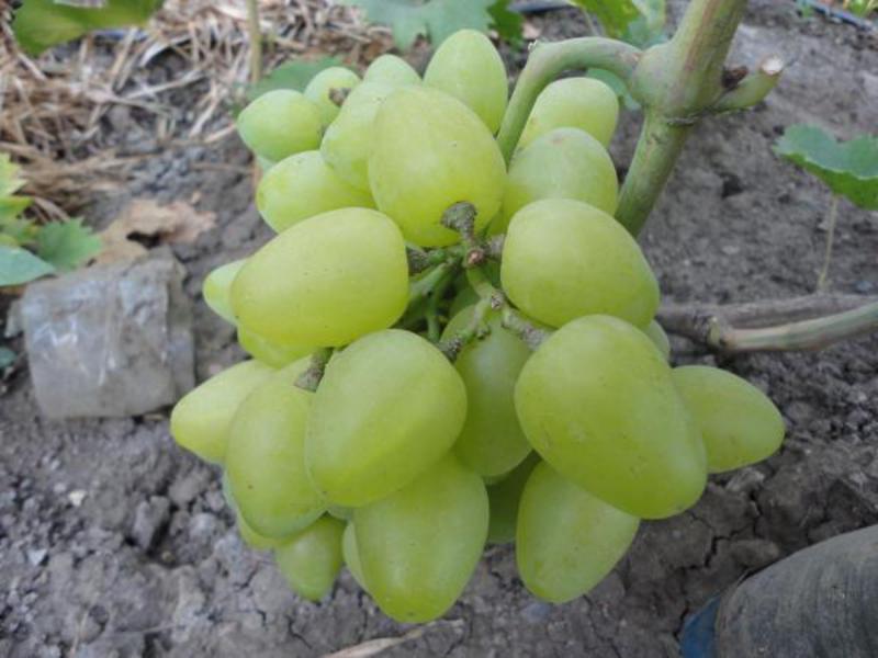 Ценность винограда