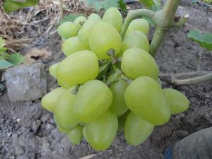 Особенный сорт винограда