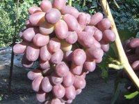 Как посадить виноград ризамат