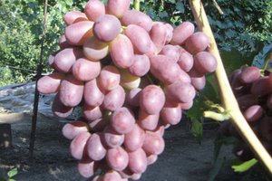 Как посадить виноград ризамат