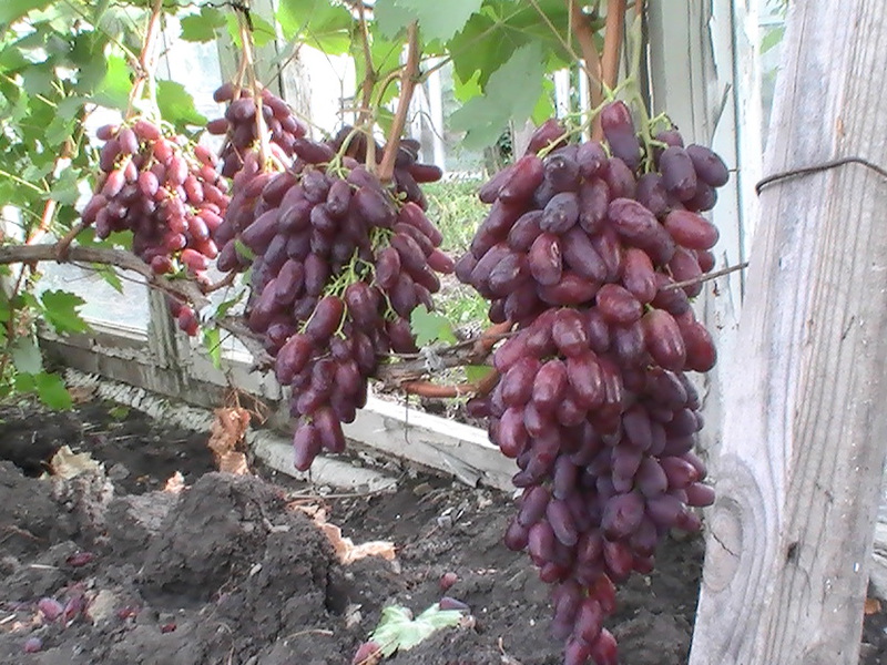 Особенности винограда ризамат