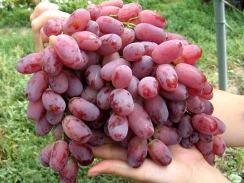 Вкус винограда ризамат
