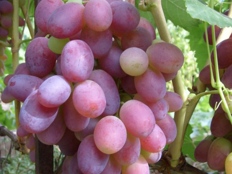 Вкусный сорт винограда