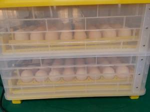 Инкубация куриных и перепелиных яиц