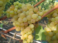 Виноград сорта Кишмиш 342: описание и отзывы