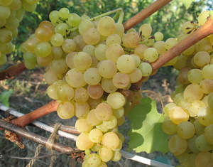Виноград сорта Кишмиш 342: описание и отзывы