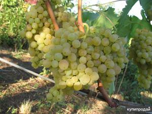 Преимущества и недостатки сорта винограда Кишмиш 342