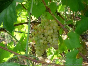 Описание преимуществ сорта винограда Кишмиш 342