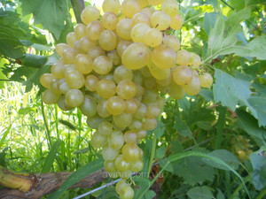 Процесс посадки винограда кишмиш