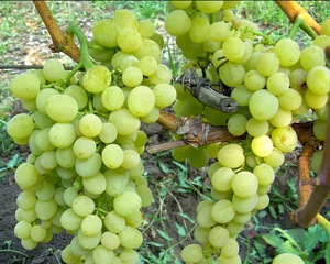 Описание вредителей винограда кишмиш 342